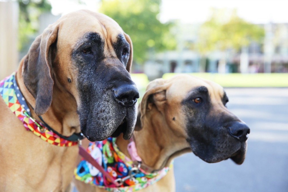 Dog lovers show sydney