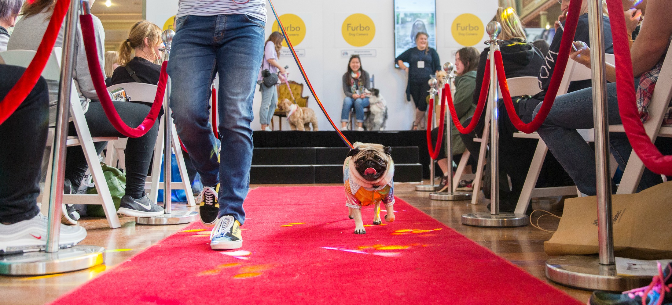 red carpet dog lover show