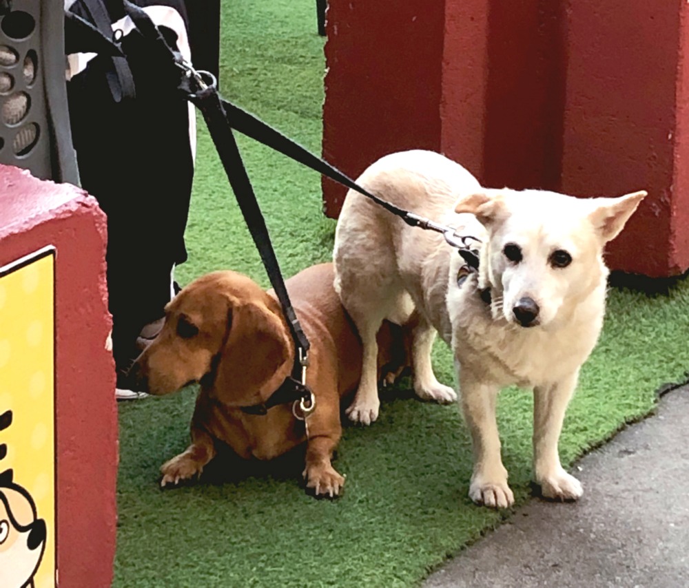 eat street brisbane dogs