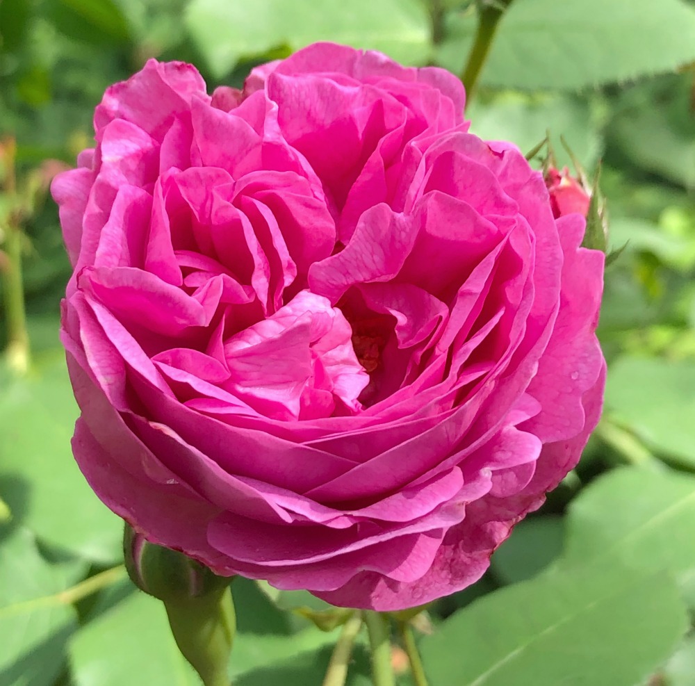 thoresby hall rose garden