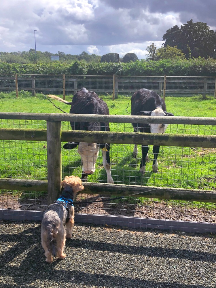 daisy made farm cows