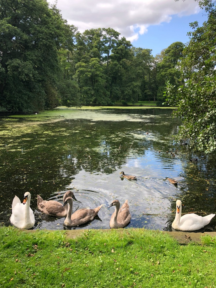 swans_boultham_park