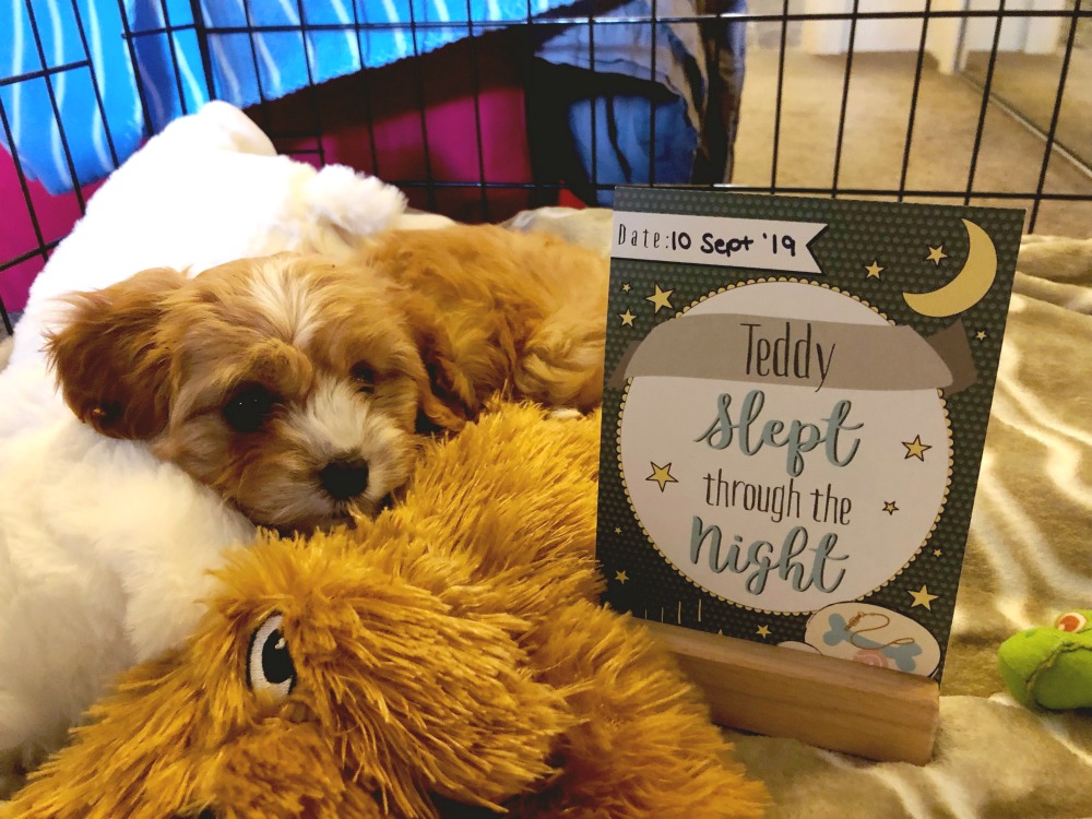 puppy milestone cards