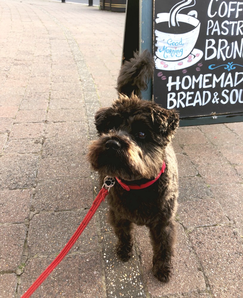 dolly the schnauzer