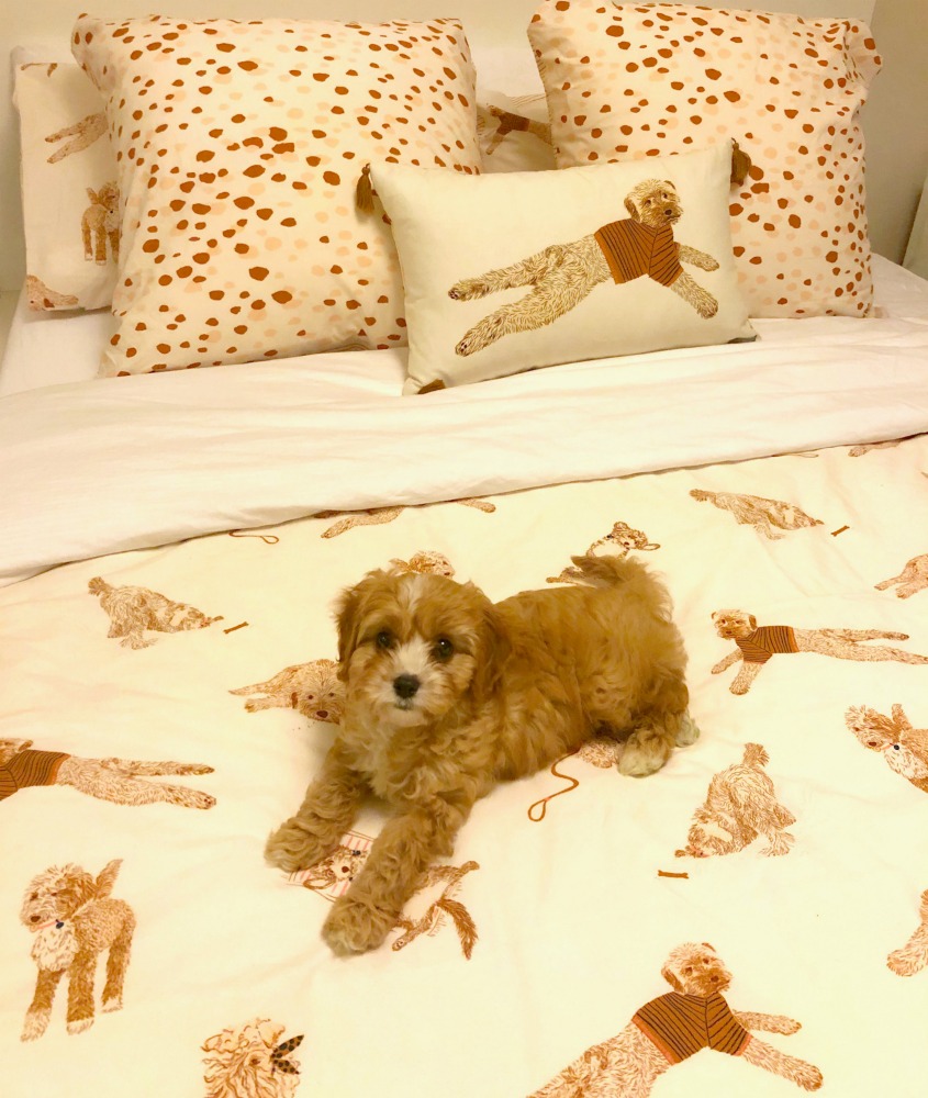 cavoodle duvet