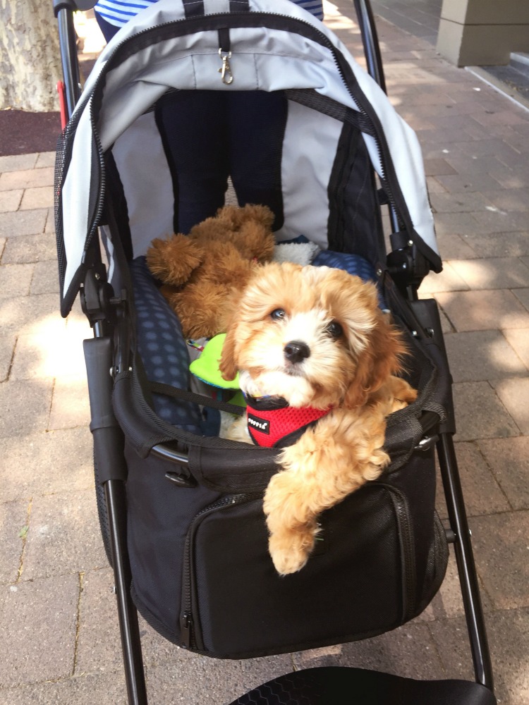 ibiyaya dog stroller