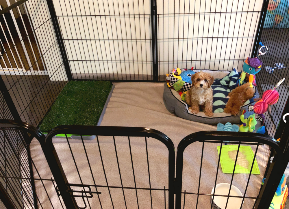 puppy play pen