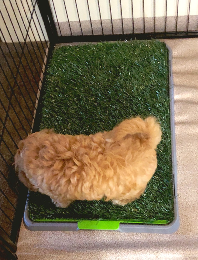 fake grass pet potty