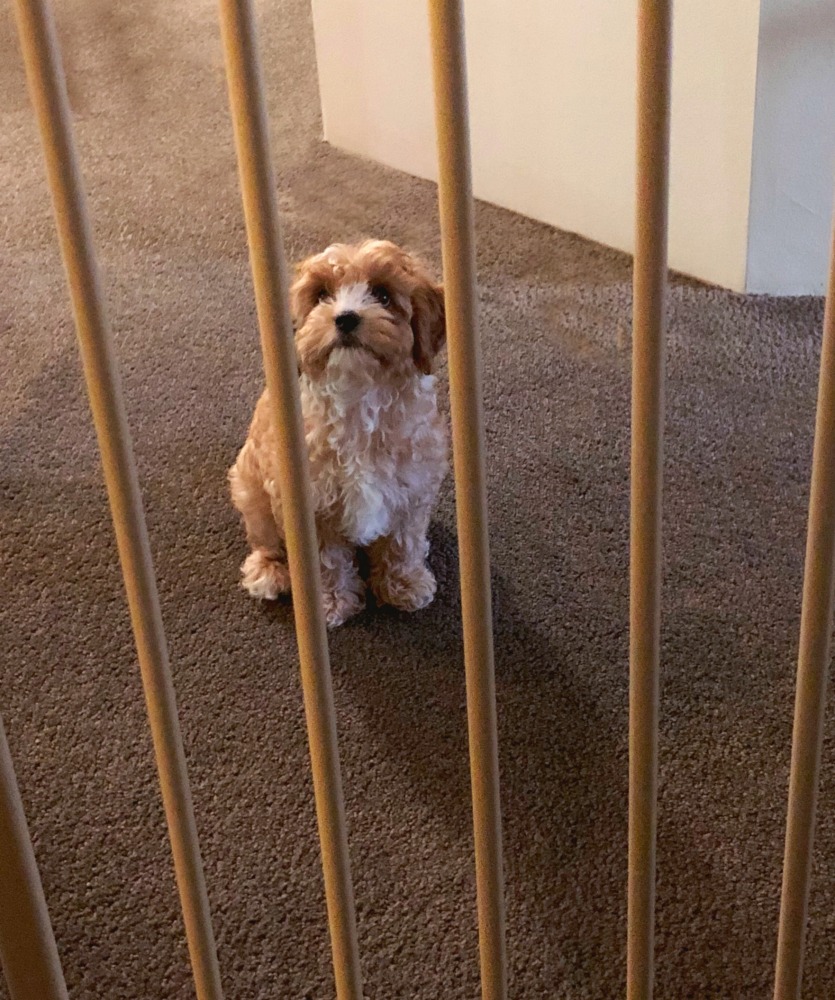 puppy gate