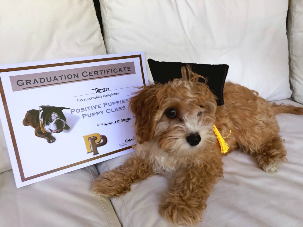 puppy graduation