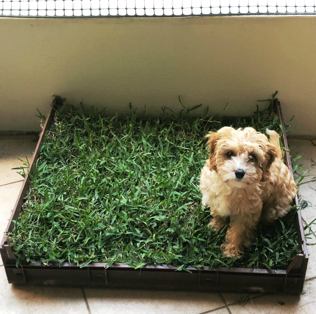 how to make real grass dog toilet