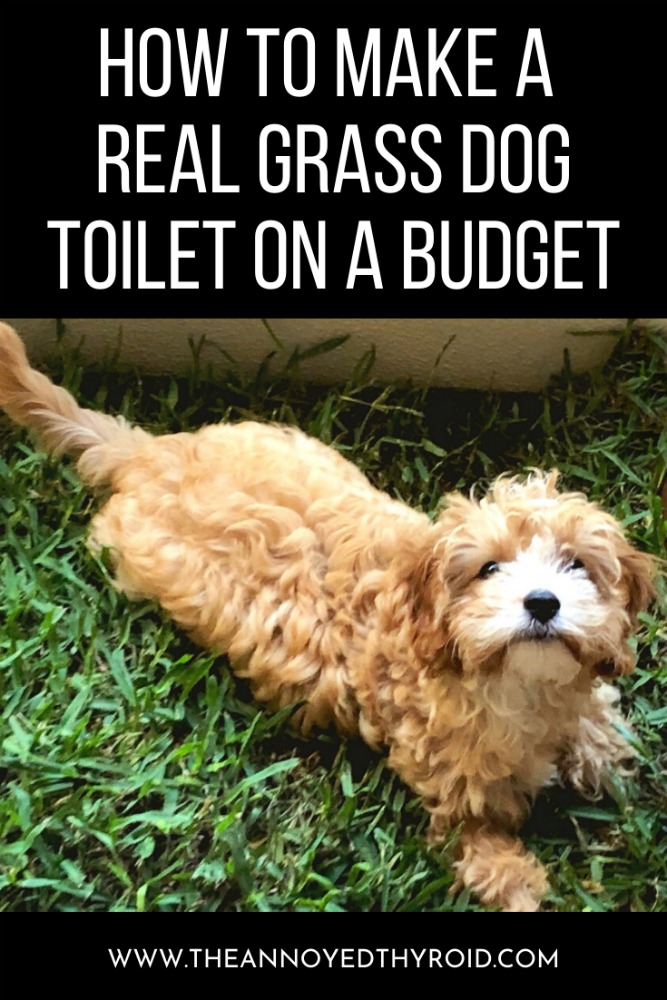 real grass dog toilet budget