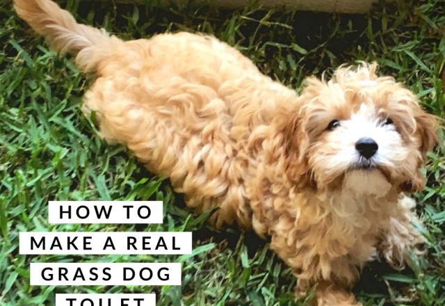 How to Make a Real Grass Dog Toilet on a Budget