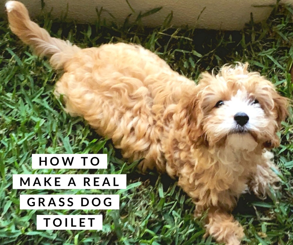 how to make a real grass dog toilet budget