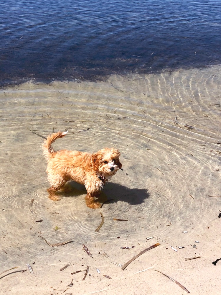 Teddy Bagnalls Beach