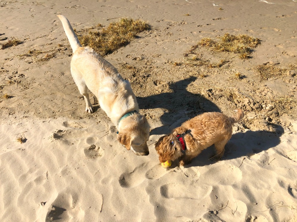 dog friendly birubi beach