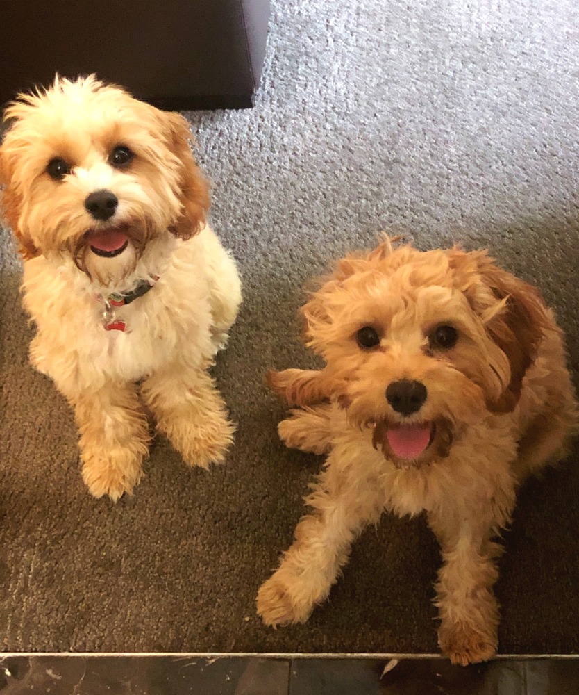 Teddy and Bonnie cavoodles