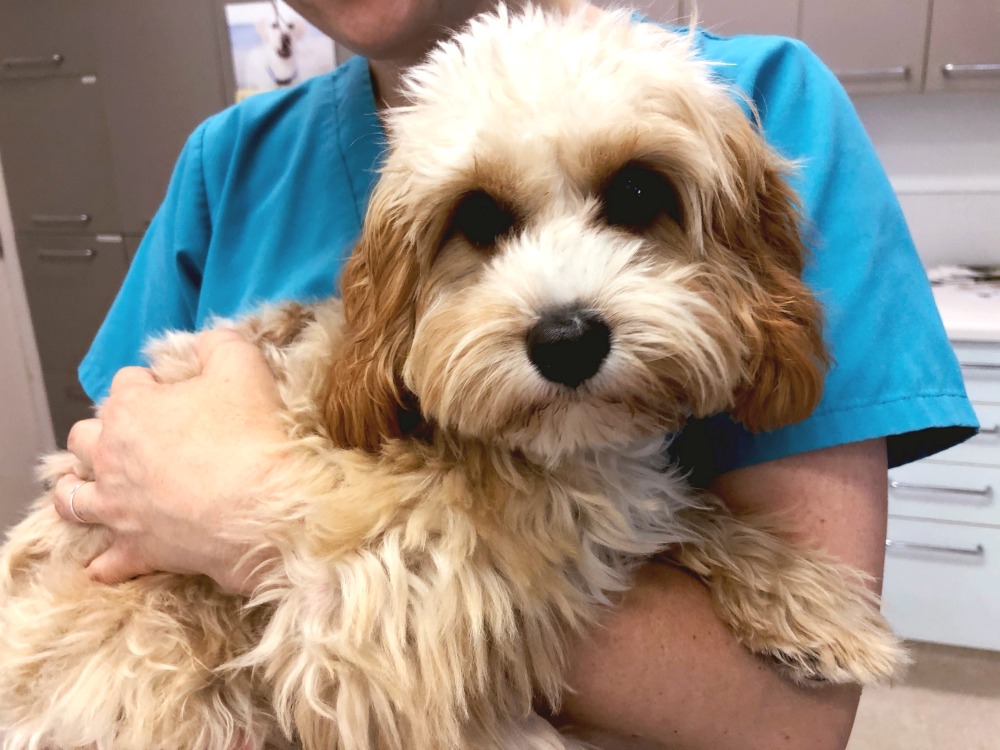 Teddy at the vets