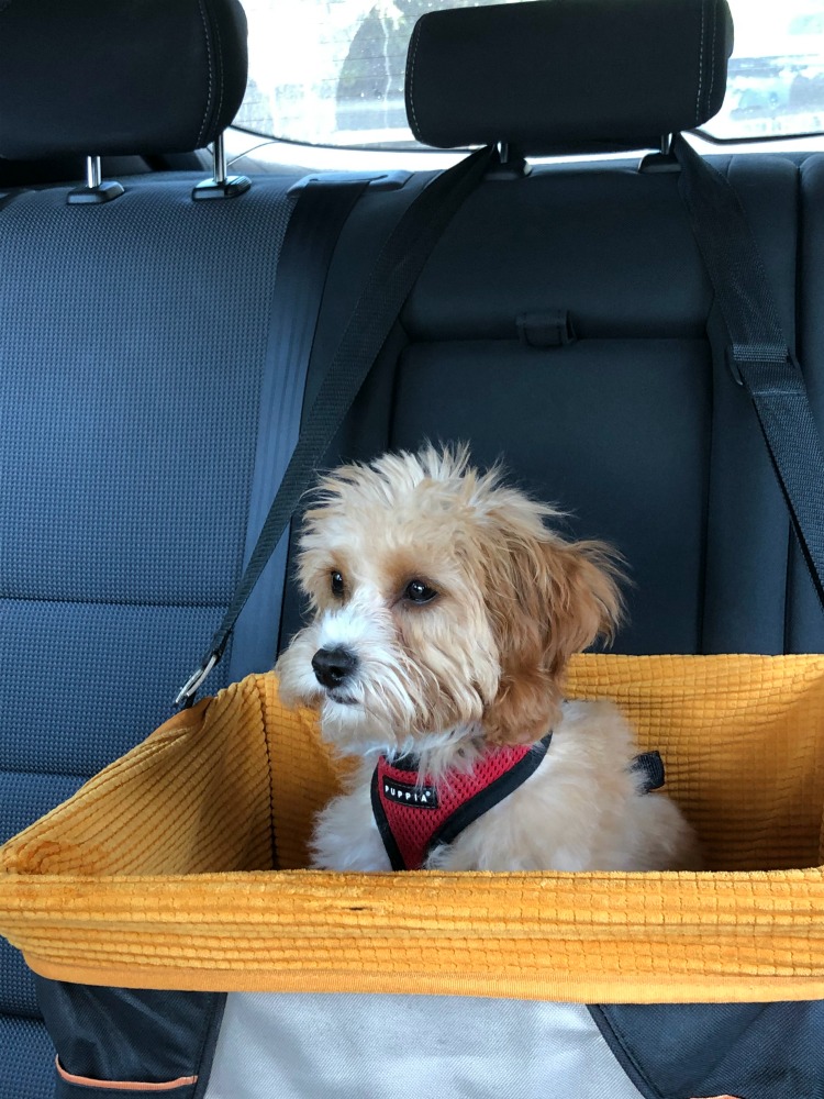 Kurgo Dog car seat