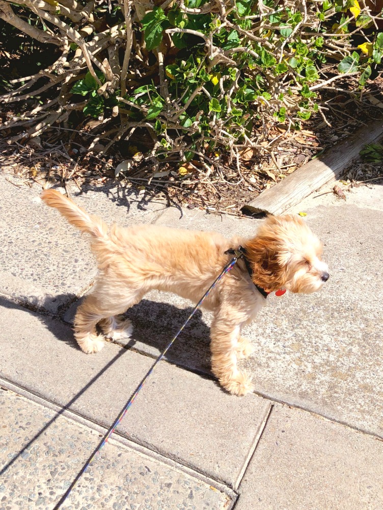 Mollymook beach Teddy