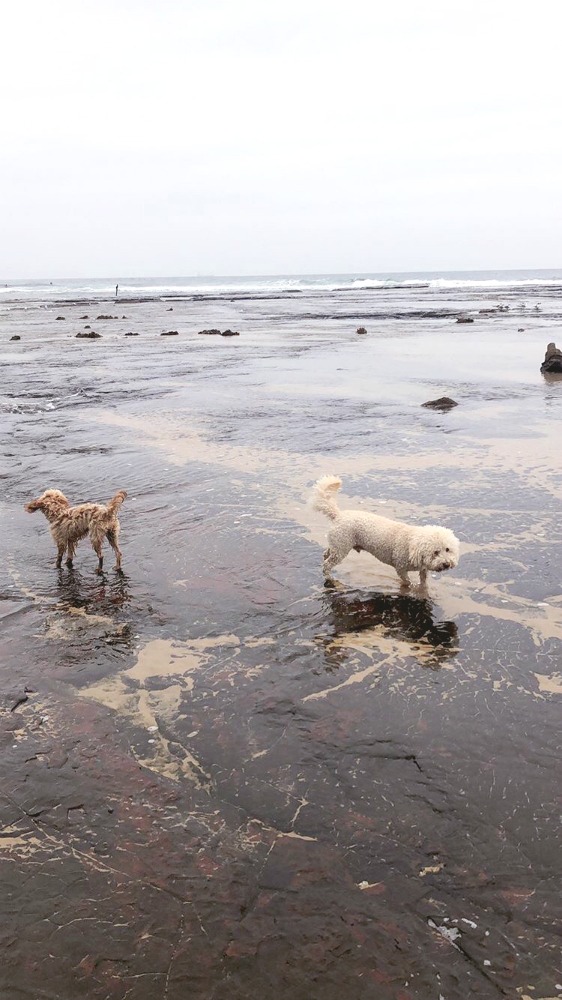 Little Austinmer Beach Maple and Marlow