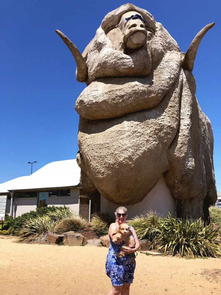 Big Merino Goulburn