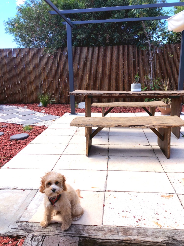 Merimbula pet friendly airbnb courtyard