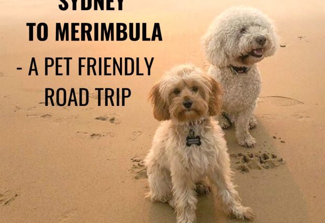 Sydney to Merimbula – A Pet Friendly Road Trip