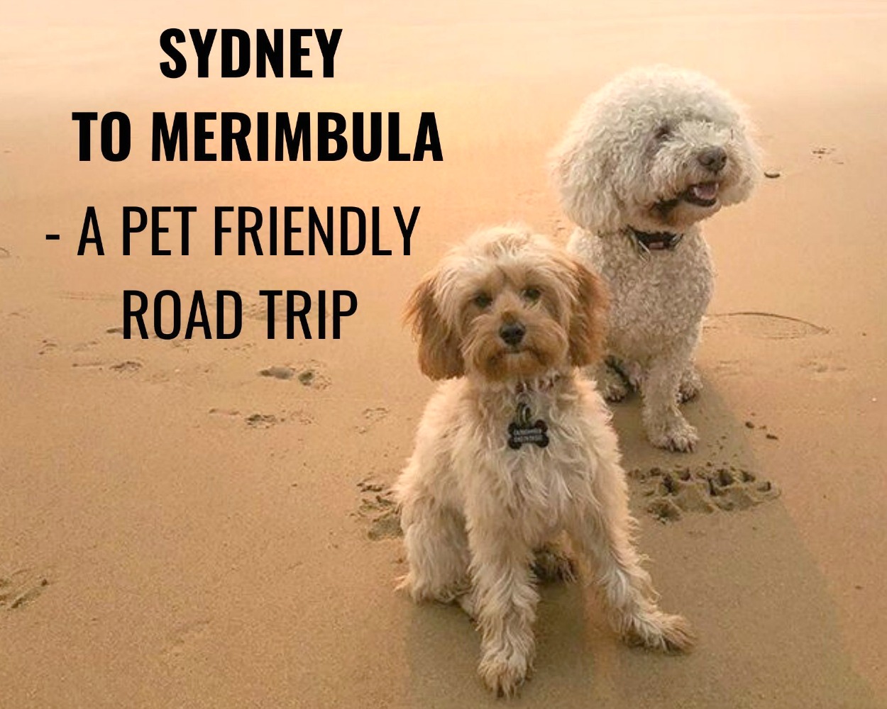 Sydney to Merimbula Pet Friendly Road Trip