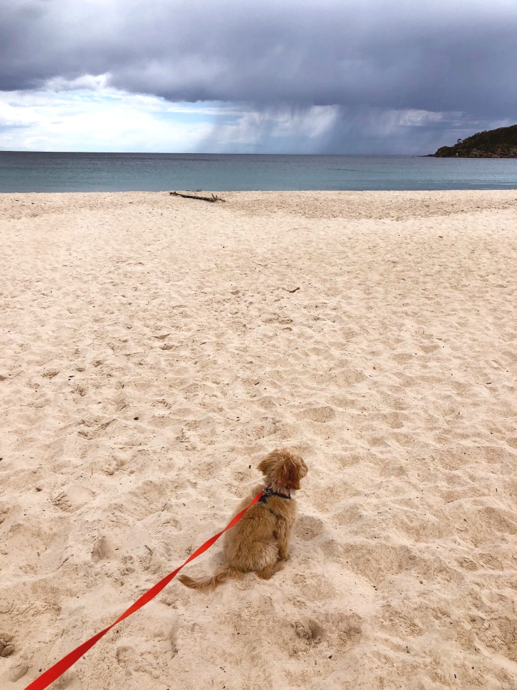 Lion Beach Pambula Dog Friendly 