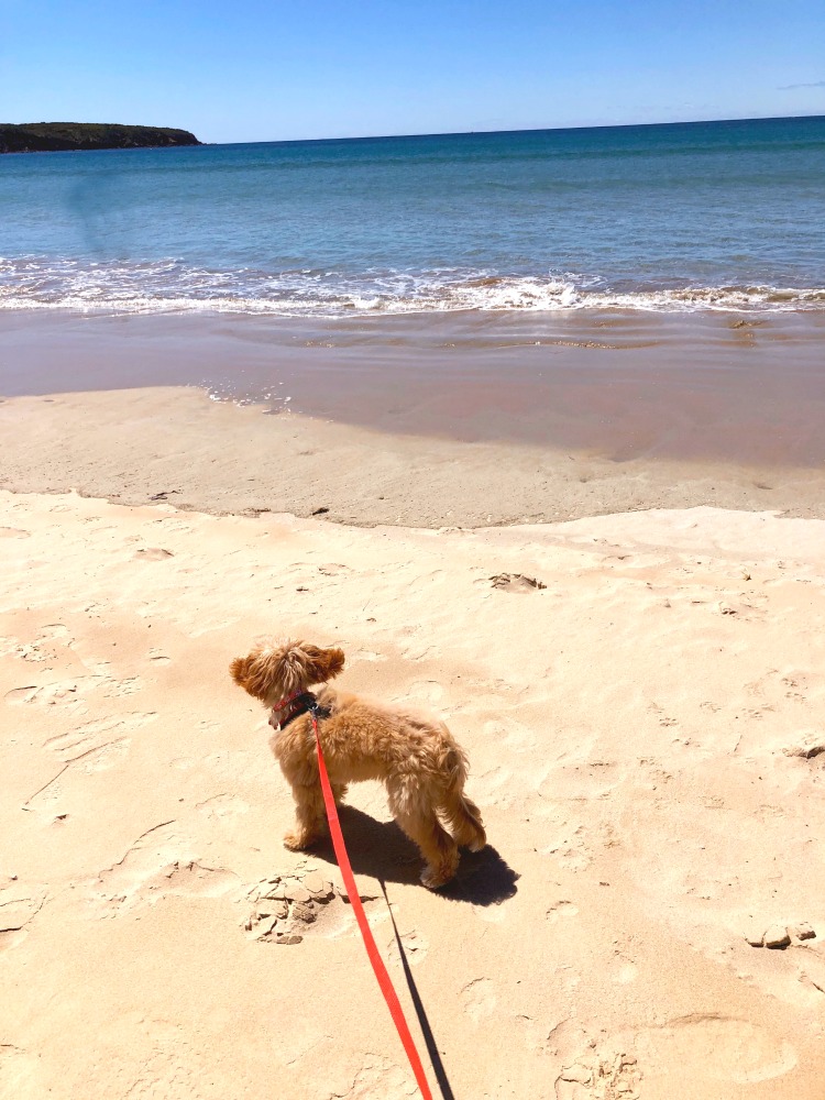 Main beach merimbula