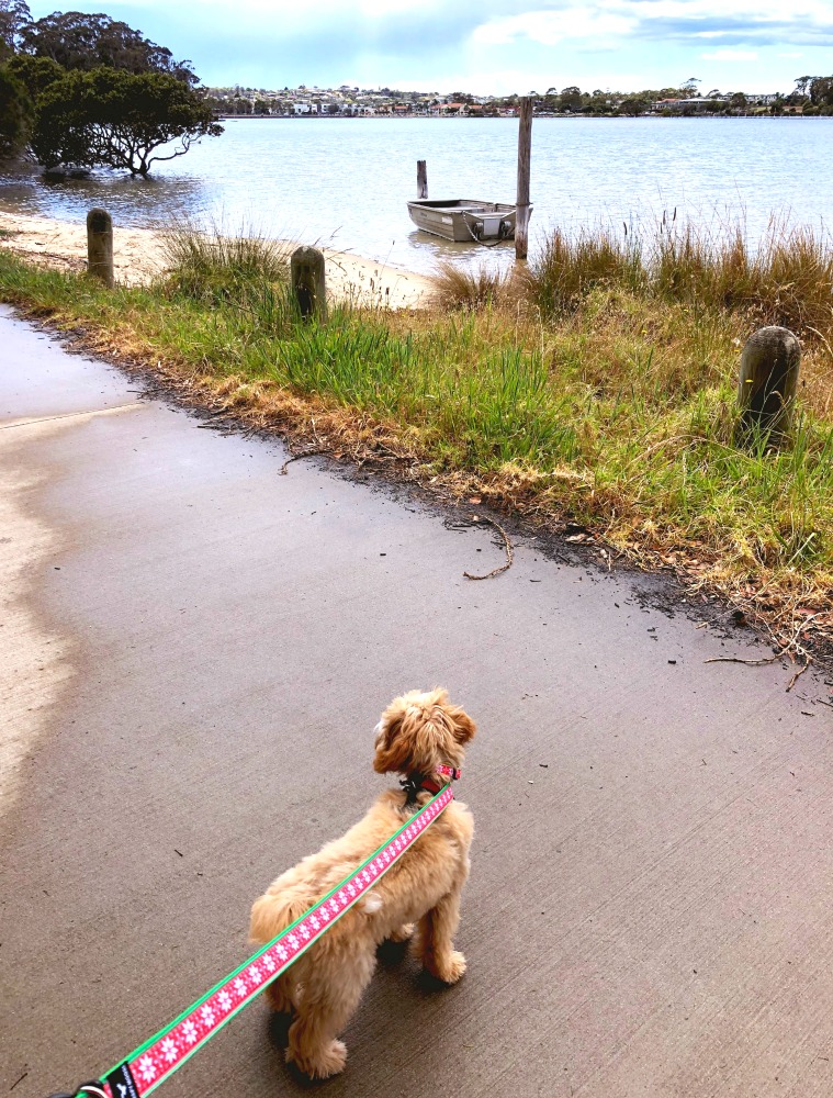 Merimbula boardwalk dog on leash