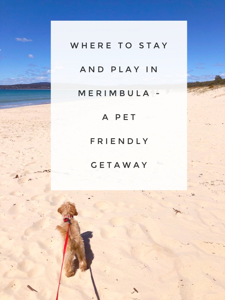 where to stay and play pet friendly Merimbula pin