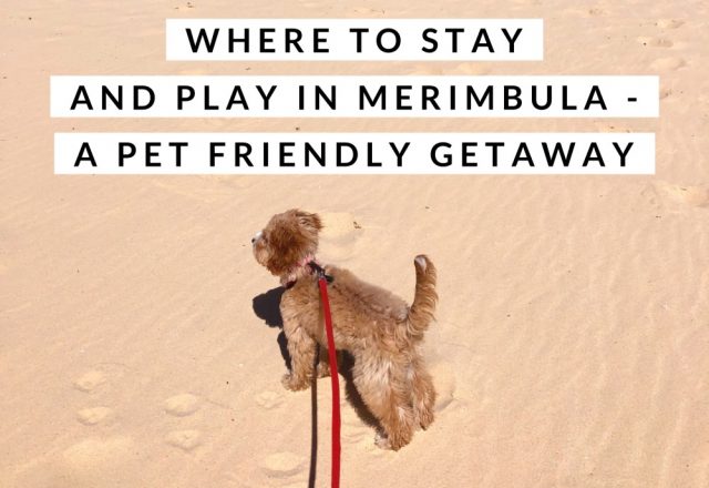 Where to Stay and Play in Merimbula  – A Pet Friendly Getaway