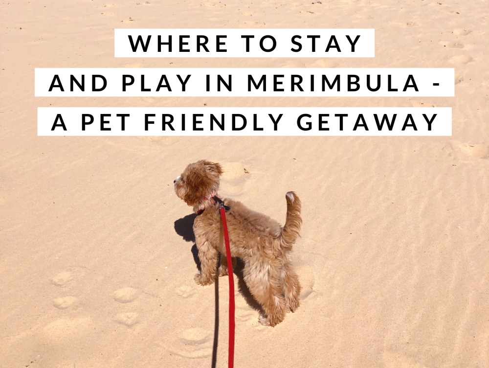 Pet friendly where to stay and play Merimbula