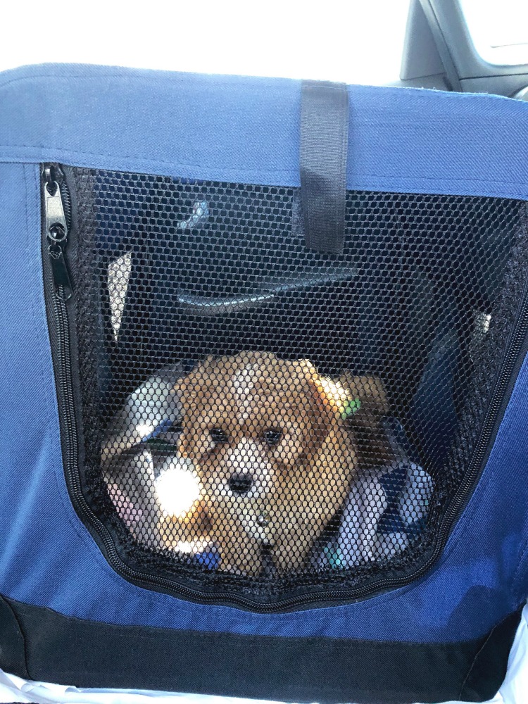 puppy essentials travel crate