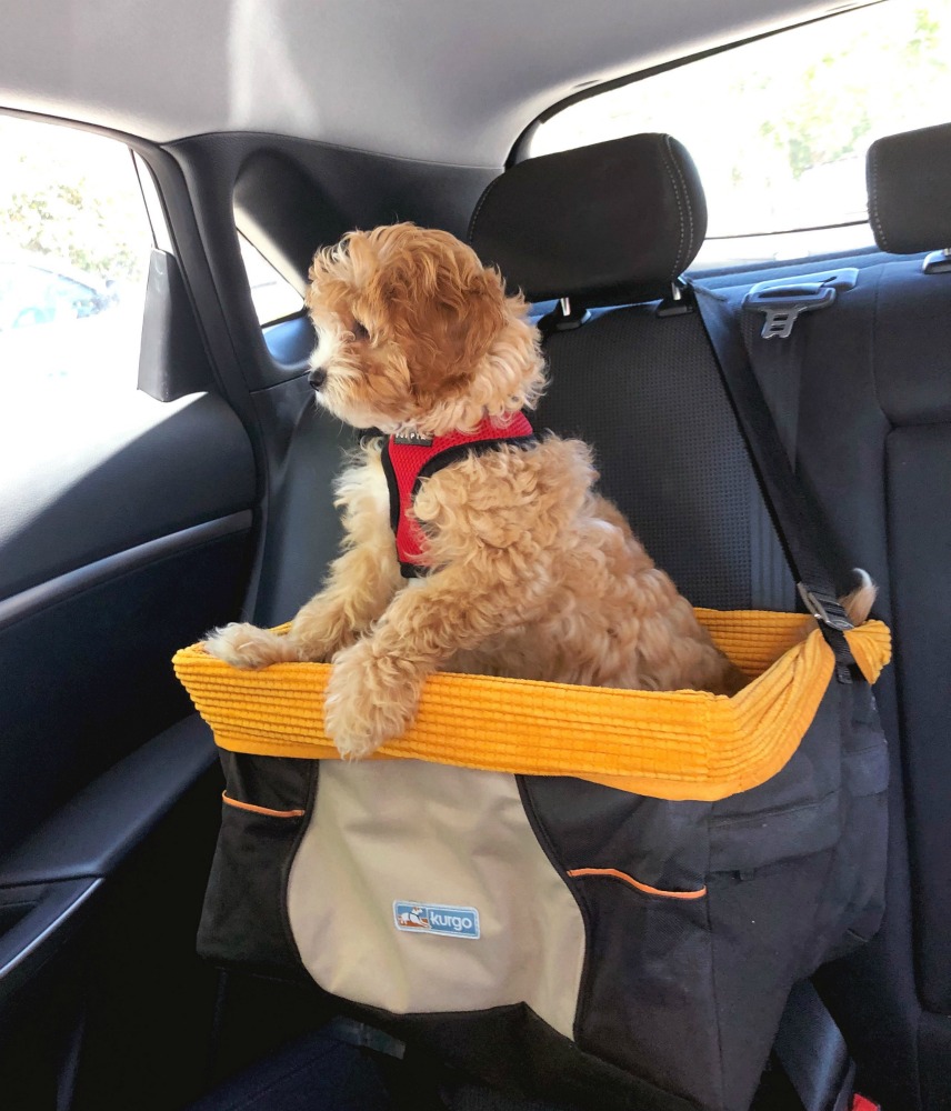 dog car booster seat
