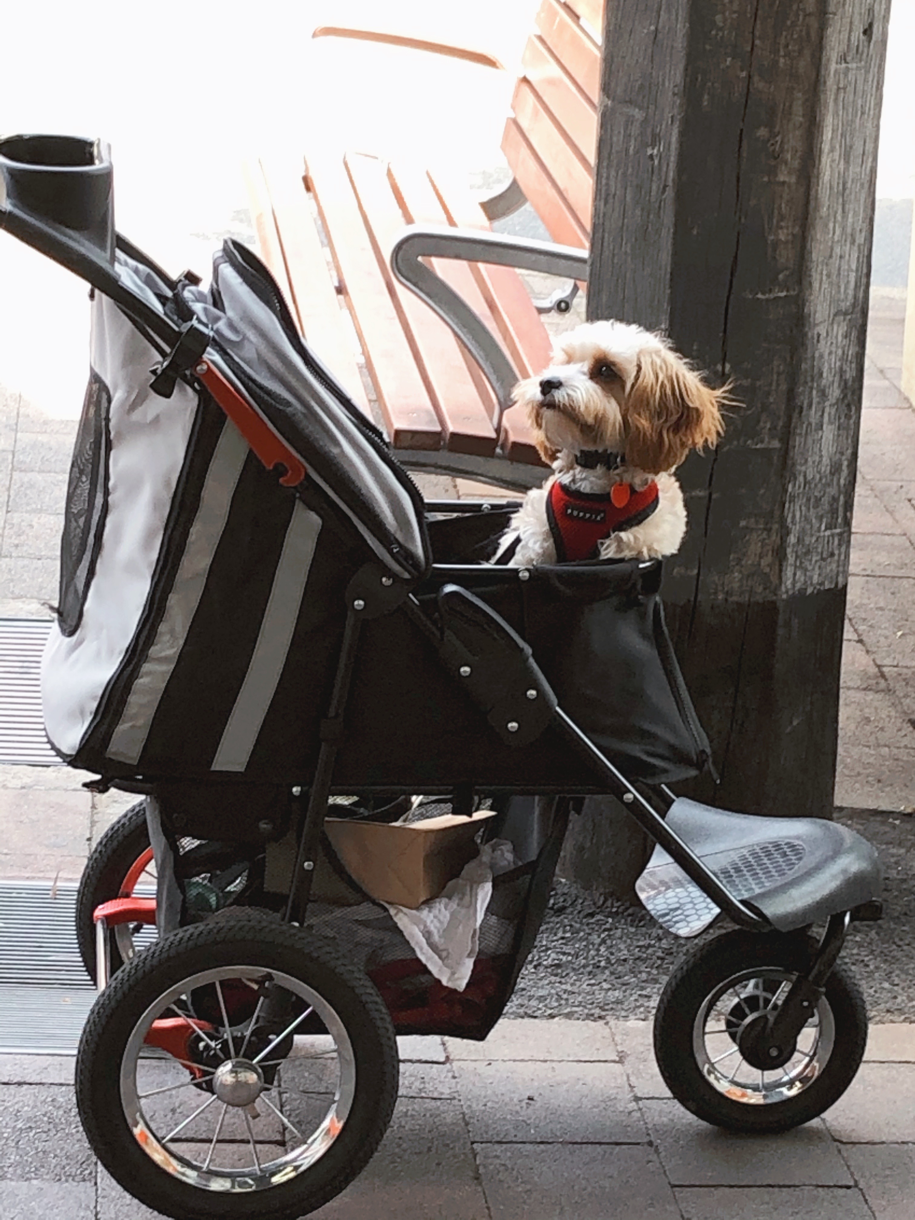 puppy_essentials_dog_pram