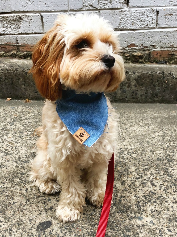 denim dog bandana