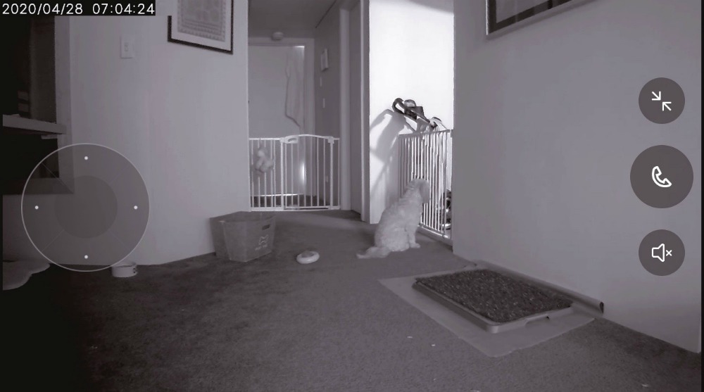 puppy essentials night vision