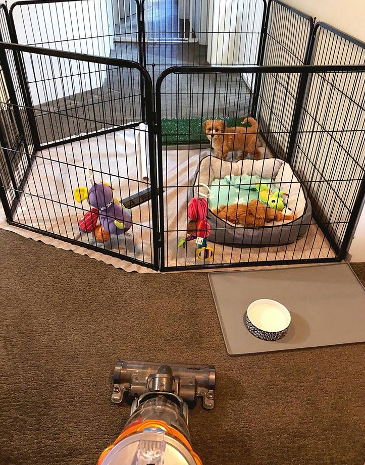 11 Must Have Puppy Essentials A Guide For New Pawrents The Annoyed Thyroid