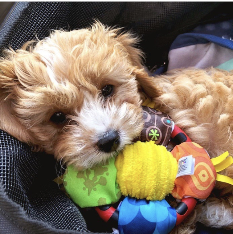 puppy essentials lamaze toys