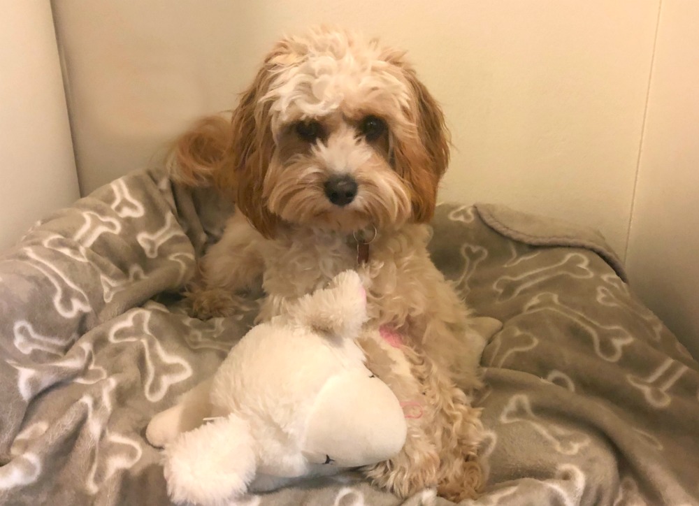 puppy cuddling heartbeat sheep