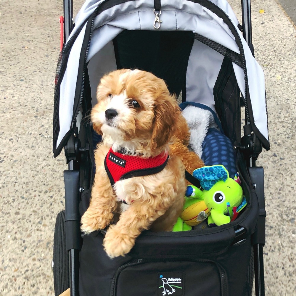 puppy essentials dog pram