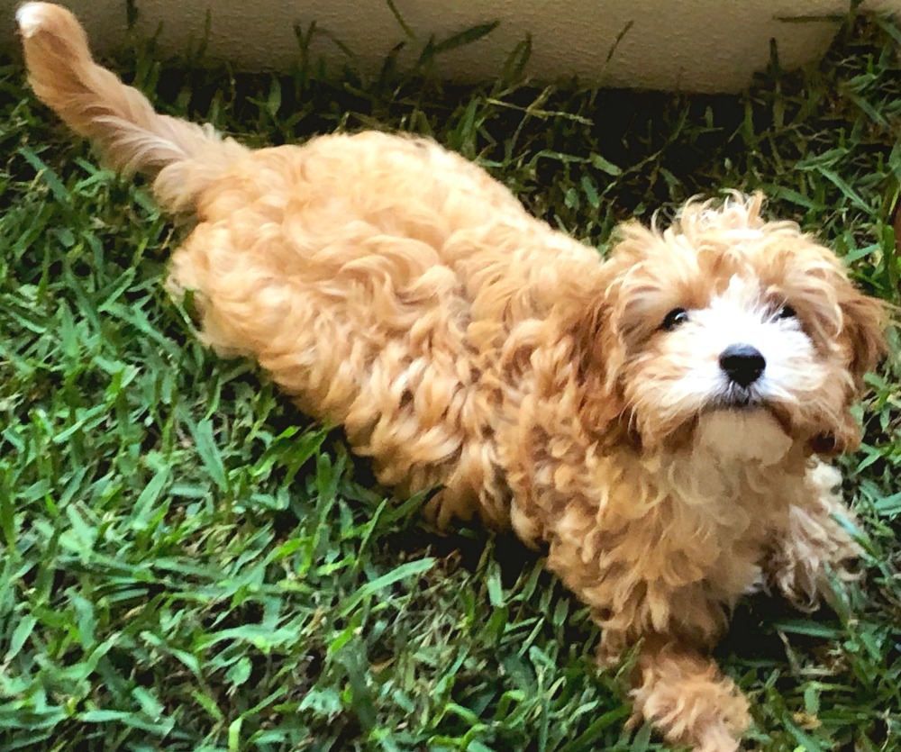 real grass dog toilet