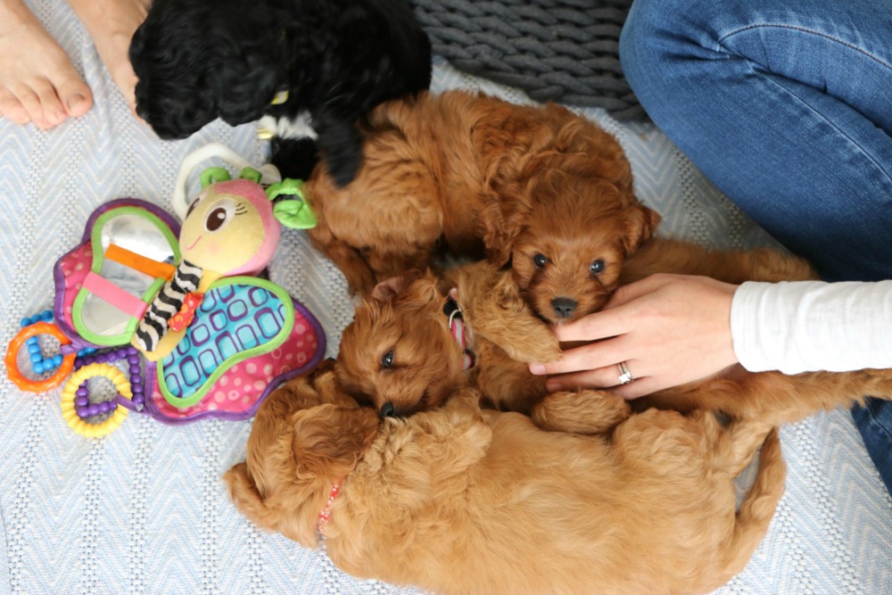 Hidden Valley Cavoodles puppies