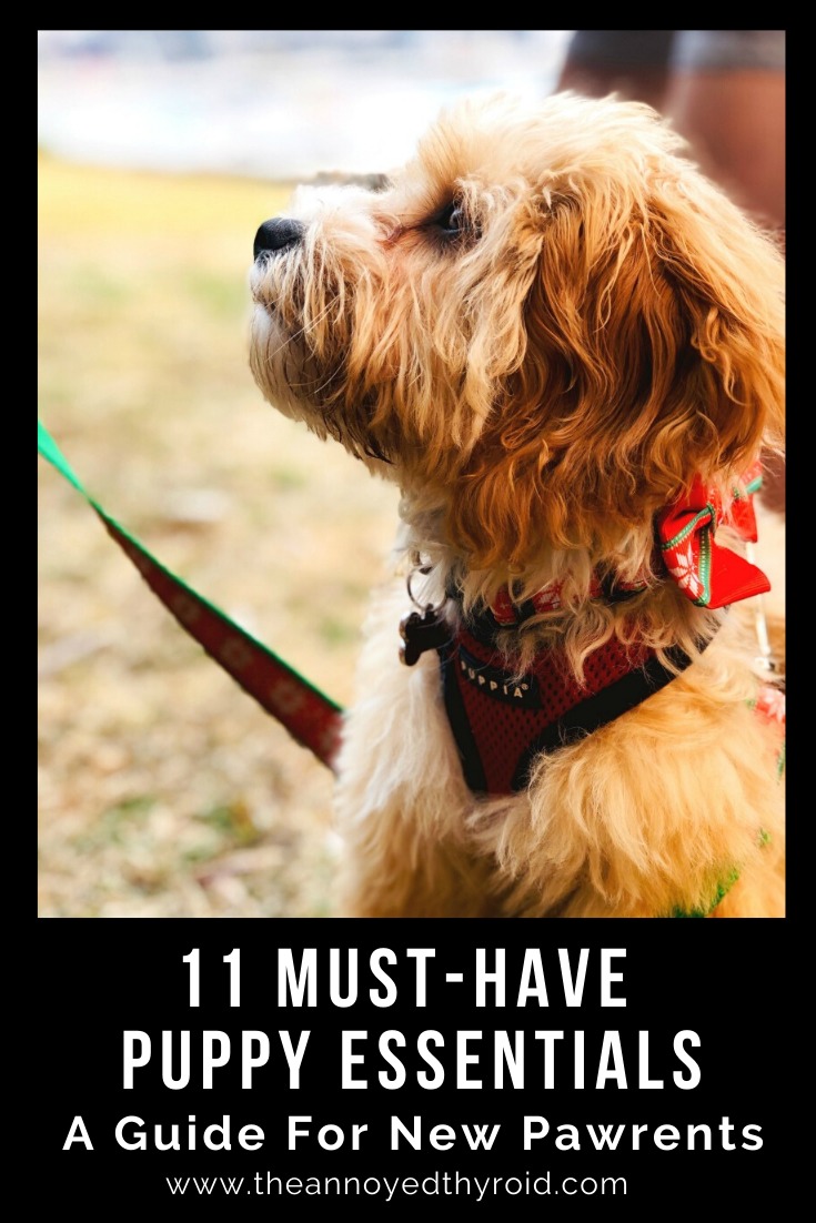 11 puppy essentials new pawrents