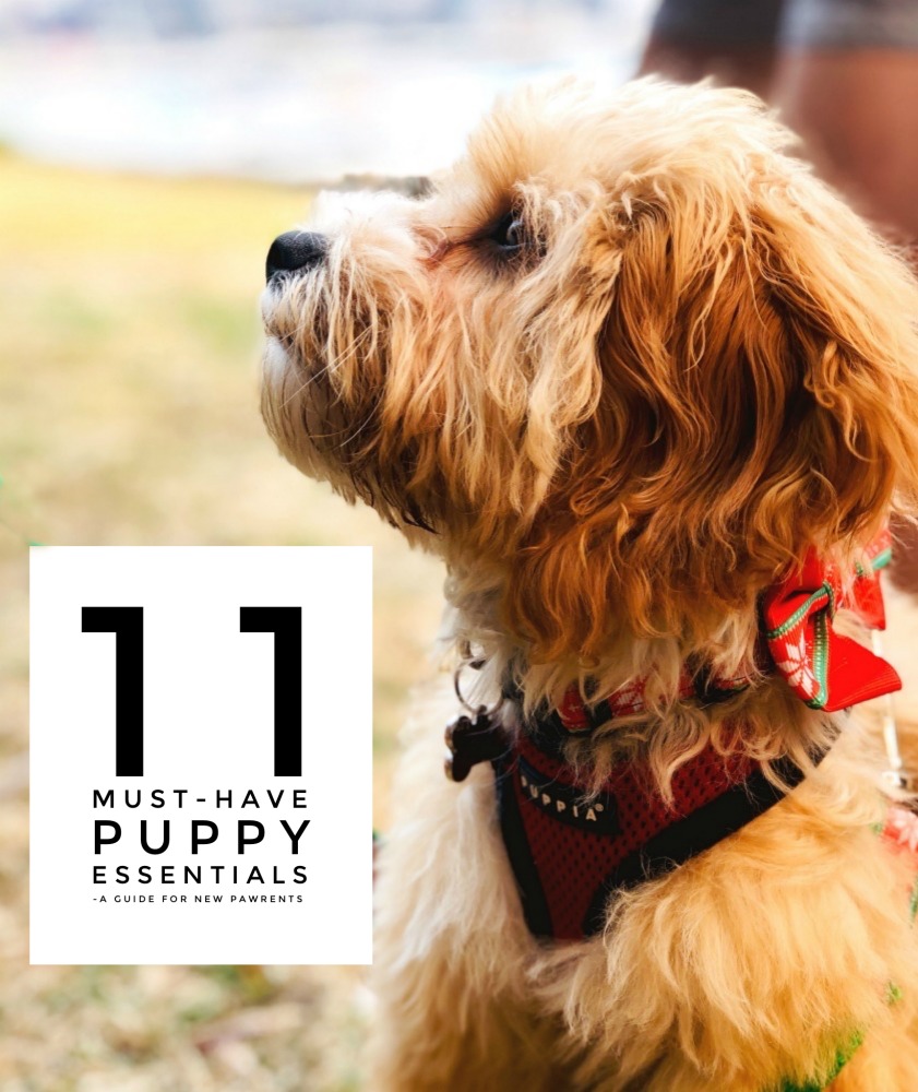 11 pupppy essentials