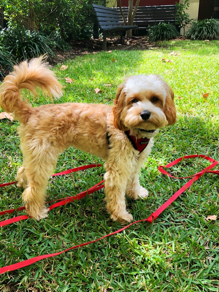 puppy on training lead