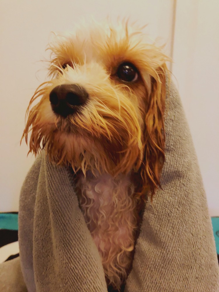 puppy bath microfibre towel